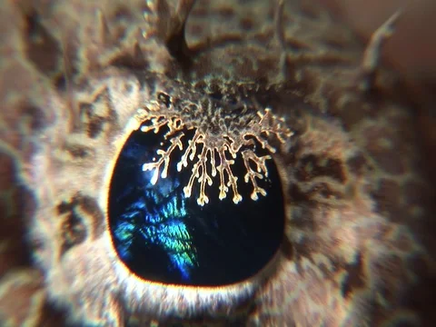 Crocodilefish CU Stock Footage 98669613