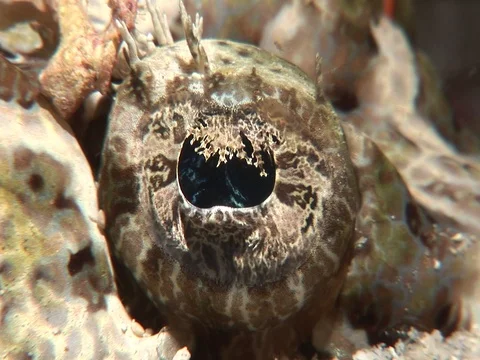 Crocodilefish CU Stock Footage 98669911