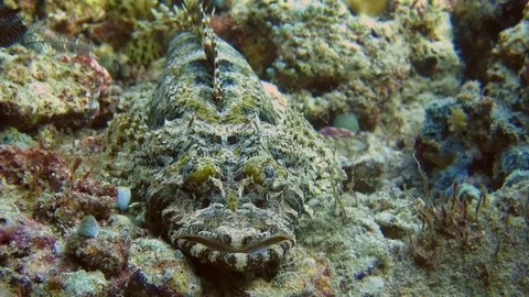 Crocodilefish (Cymbacephalus beauforti) resting on corals of Raja Ampat Stock Footage 80452753