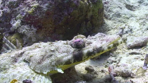 Crocodilefish looking around Stock Footage 295034679