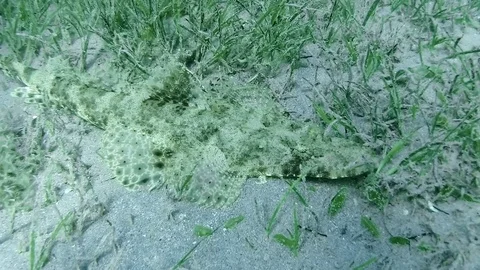 Crocodilefish is lying on the sandy bottom hiding in the green sea grass. Stock Footage 125952166