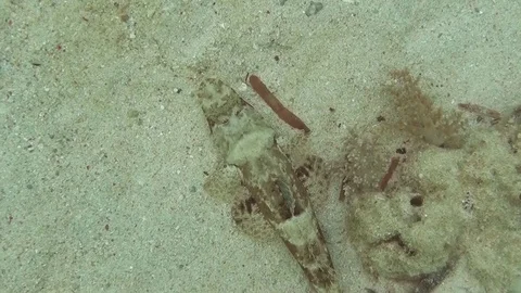 Crocodilefish is moving - Krokodilsfisch Video stock 102953364
