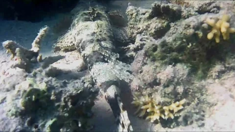 Crocodilefish Resting on the Seabed in Las Cabanas, Marsa Alam 库存影片 343728801