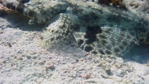 Crocodilefish Resting on the Seabed in Las Cabanas, Marsa Alam 库存影片 343728802