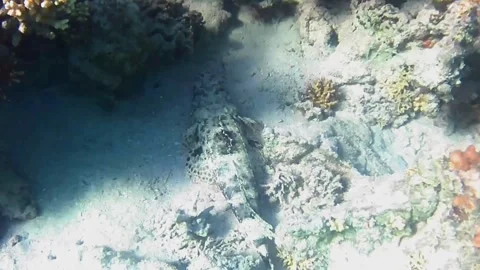 Crocodilefish Resting on the Seabed in Las Cabanas, Marsa Alam 스톡 동영상 343728821