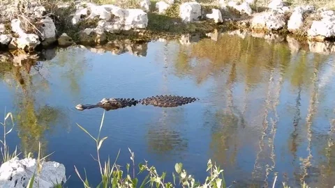 CrocodileFloatingThroughPond Stock Footage 105880541