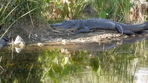CrocodileFullBodyMaleCrocodileLyingonSwampBeach Stock Footage 105880583