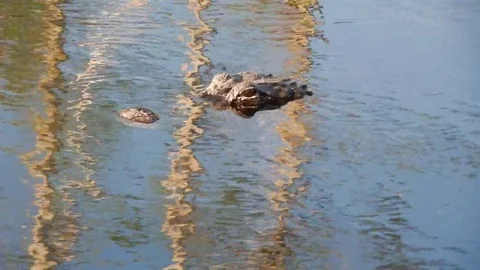 CrocodileHeadMovinginWater Stock Footage 105880625