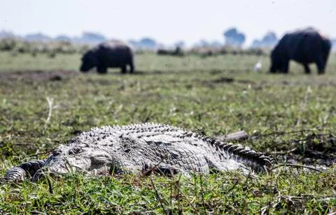 Crocodile,hippos Foto stock