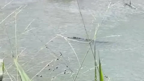 Crocodileinriver 스톡 동영상 226420271