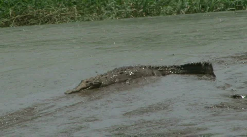 Crocodiles and Flies Stock Footage 621313