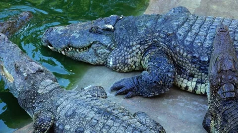 Crocodiles are immersed together. Stock Footage 48547878