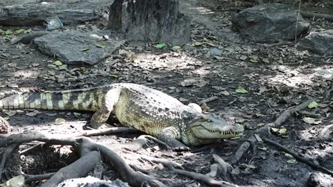 Crocodiles are lying on the ground on a crocodile farm, Bangkok Thailand Stock Footage 148423449