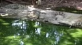 Crocodiles are near the green water HD Footage