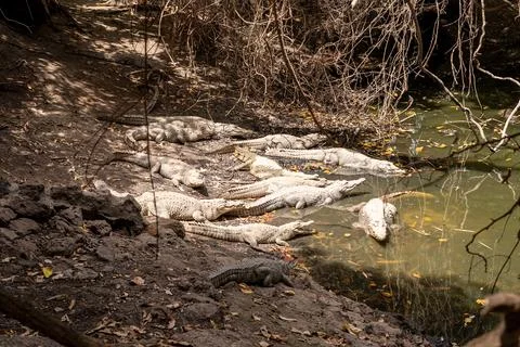 Crocodiles around the pond Foto stock