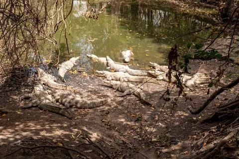 Crocodiles around the pond Foto stock