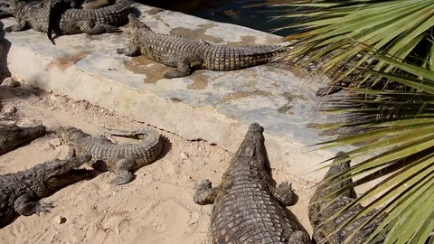 Crocodiles bask in the sun. Stock Footage 118887612
