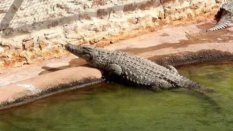 Crocodiles bask in the sun. Stock Footage 118887649