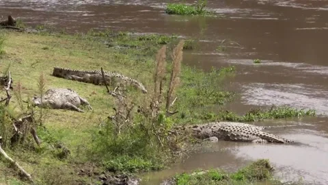 Crocodiles basking by the lake 動画素材 172426849