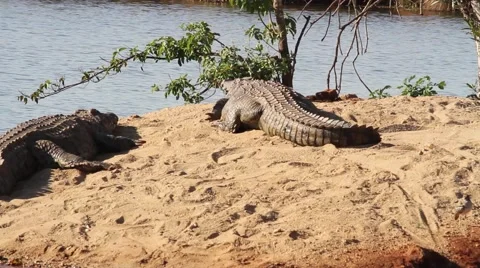 Crocodiles from behind Video stock 51754316