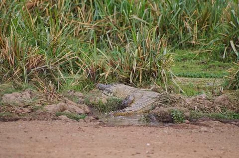 Crocodiles beside the river Foto stock