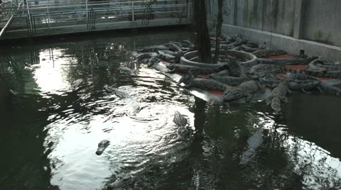 Crocodiles at Blue Sky Crocodile Land in Long Xuyen Vietnam Stock Footage 48161333
