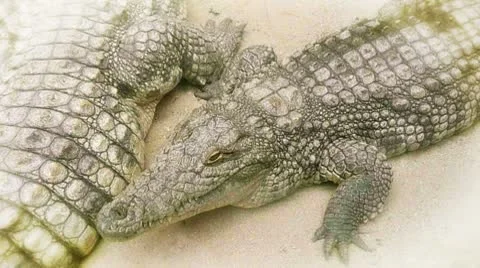 Crocodiles close up Video stock 8849373