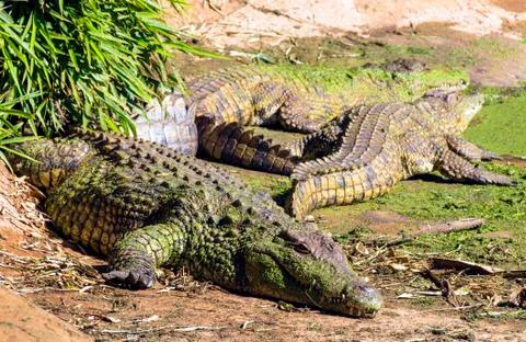 Crocodiles Coated with Green Algae Basking the Sun Stock Photos