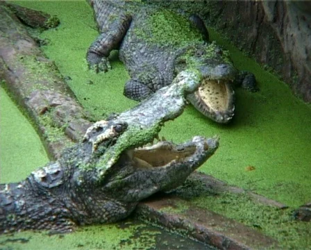 Crocodiles covered in duckweed 스톡 동영상 502663