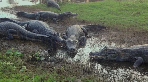 Crocodiles eating in shallow water Stock Footage 44798074