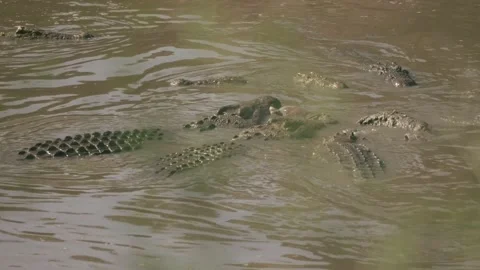 Crocodiles feed on a carcass. Stock Footage 156469130