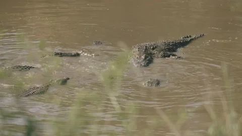 Crocodiles feed on a carcass. Stock Footage 156469151