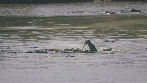 Crocodiles feed on a carcass, slow motion. Stock Footage 156468928