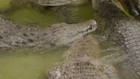 Crocodiles fight Stock Footage 160342762