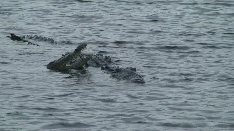 Crocodiles Stock Footage 768720