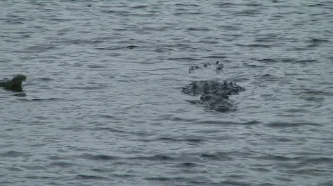 Crocodiles Stock Footage 768765