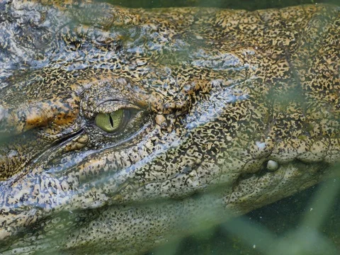 Crocodiles Stock Footage 74647201