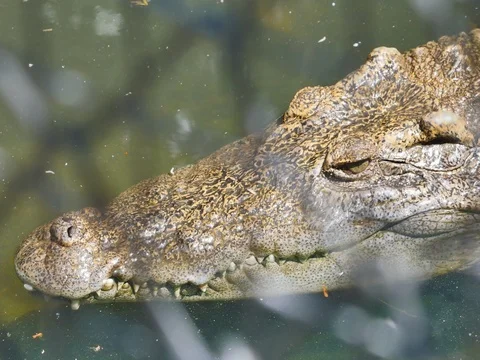 Crocodiles Stockbeeldmateriaal 74648640