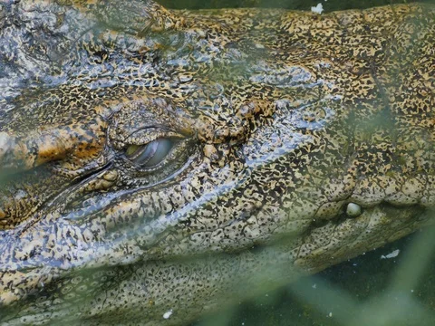 Crocodiles Stockbeeldmateriaal 74648734