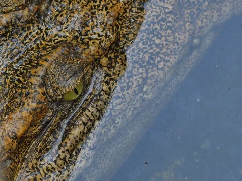 Crocodiles Stock Footage 74650197