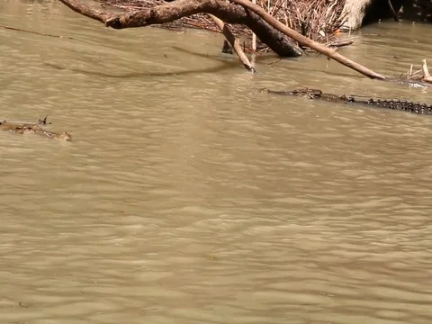 Crocodiles Stock Footage 99804287