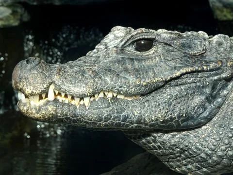 Crocodile's Head, Eye And Teeth Stock Photos
