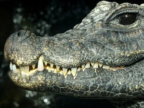 Crocodile's Head, Eye And Teeth Stock Photos