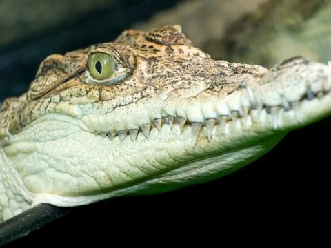 Crocodile`s head Foto stock