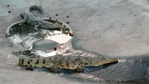 Crocodiles in the hot sun take a cold bath Stock Footage 133919305