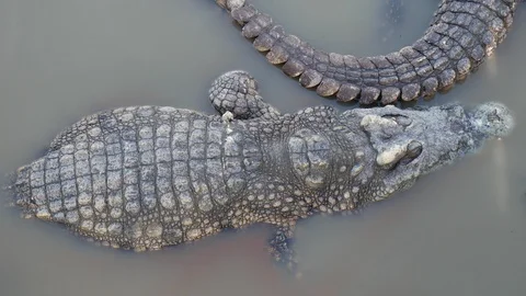 Crocodiles in the lake. Stock Footage 119946732