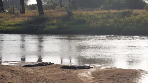 Crocodiles laying by the sun in samburu africa Stock Footage