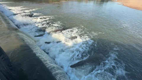 Crocodiles line up below river weir waiting to ambush prey in falls Stock Footage 341929187