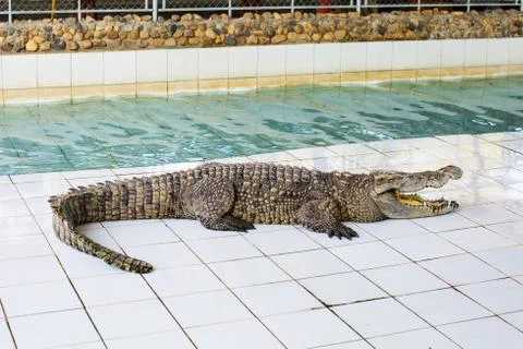 Crocodiles lying on a floor Stock Photos