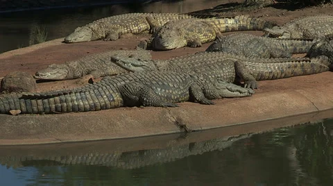 Crocodiles lying on island Stock Footage 30072977